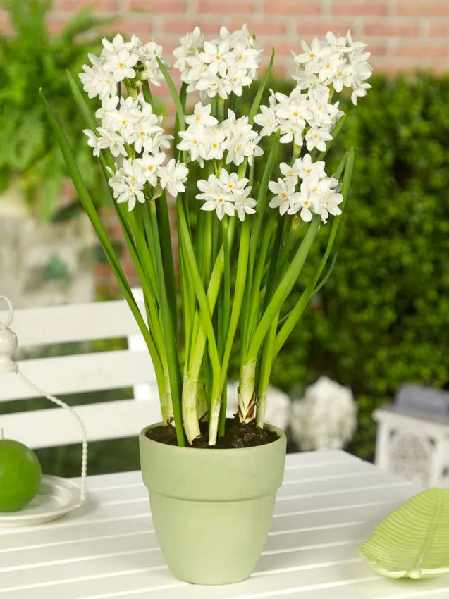 Narcissus - Paperwhite Ziva - 3 stk
