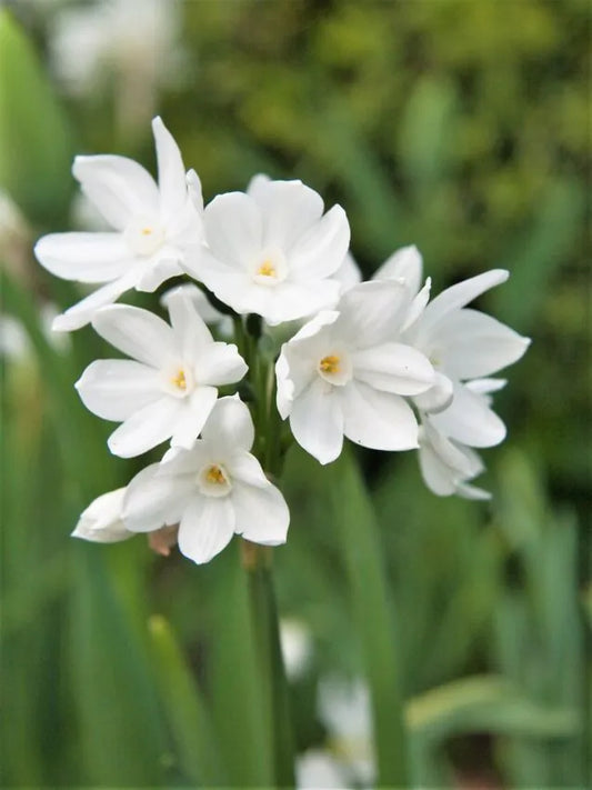 Narcissus - Paperwhite Ziva - 3 stk