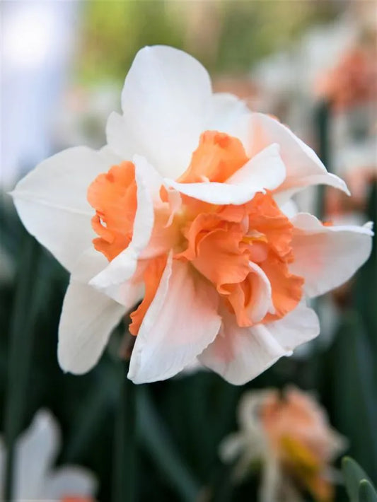 Narcissus - Replete - 5 stk
