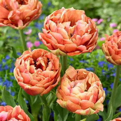 Tulipanløk - Copper Image - 5 stk