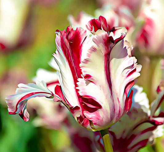 Tulipanløk - Estella rijnveld - 5 stk