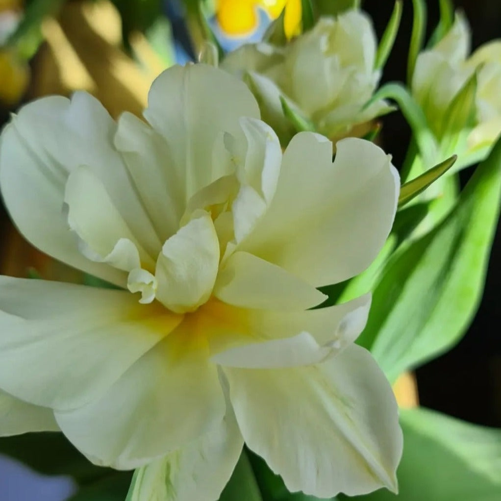 Tulipanløk - Exotic emperor - 5 stk