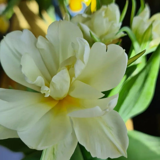 Tulipanløk - Exotic emperor - 5 stk