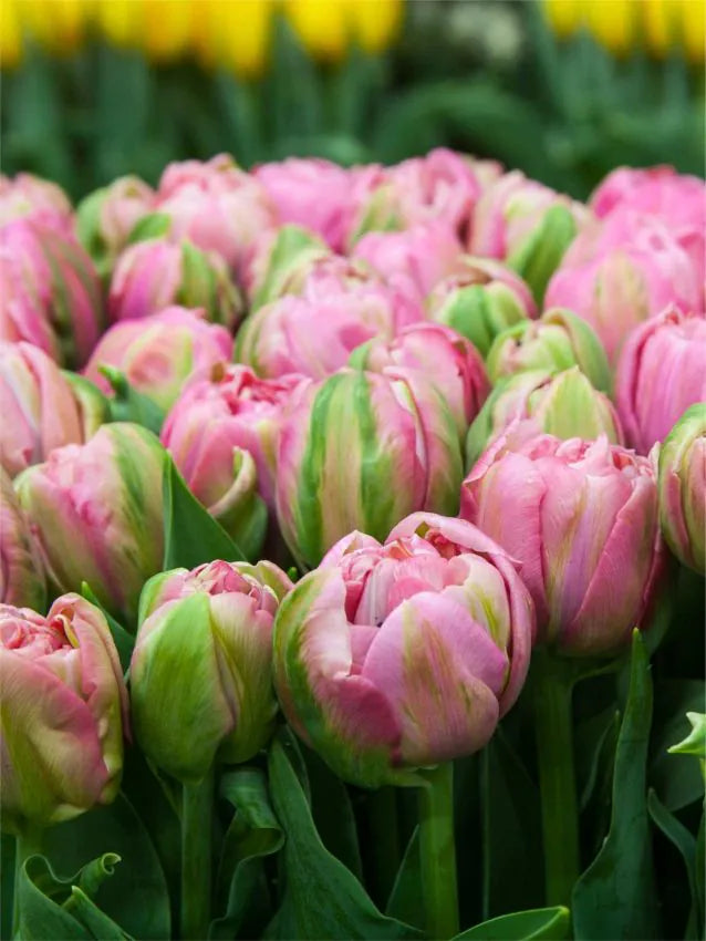 Tulipanløk - Amazing Grace - 5 stk