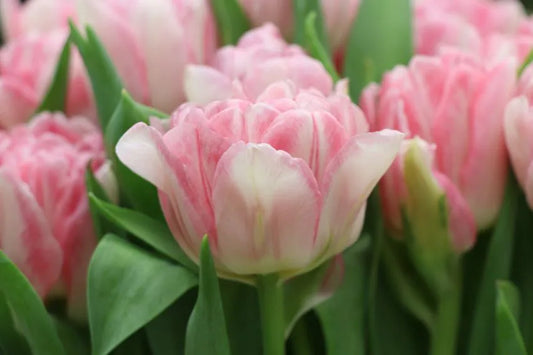 Tulipanløk - Angelique - 5 stk
