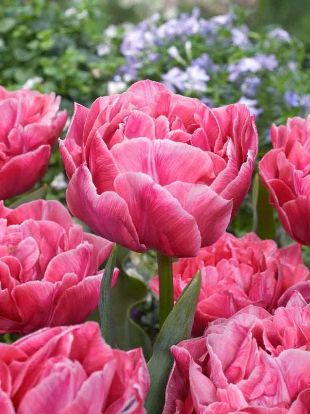 Tulipanløk - Aveyron - 5 stk
