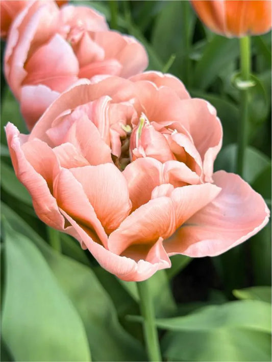 Tulipanløk - Copper Image - 5 stk