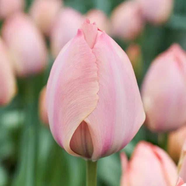 Tulipanløk - Salmon van Eijk - 5 stk