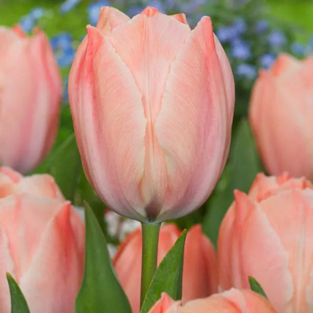Tulipanløk - Salmon van Eijk - 5 stk