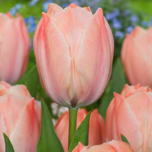 Tulipanløk - Salmon van Eijk - 5 stk