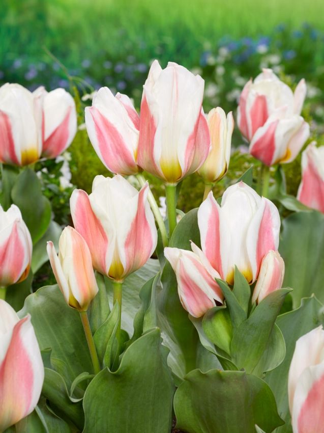Tulipanløk - Serano - 5 stk