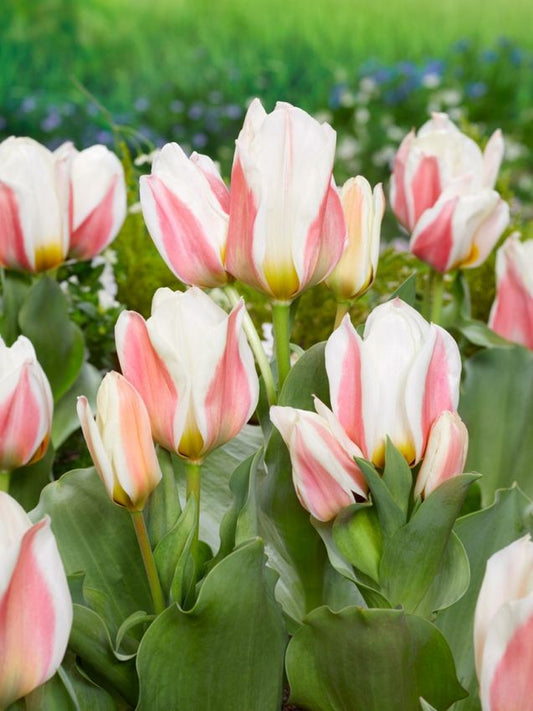 Tulipanløk - Serano - 5 stk