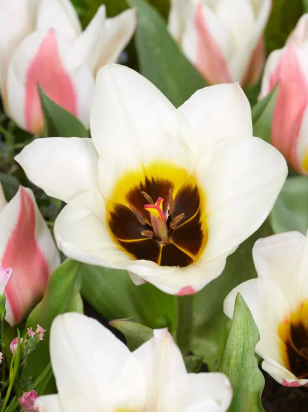 Tulipanløk - Serano - 5 stk