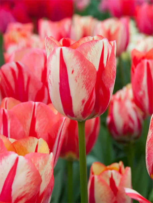 Tulipanløk - Spring mix - 10 stk