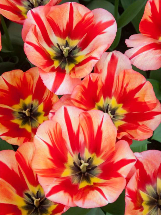 Tulipanløk - Spring mix - 10 stk
