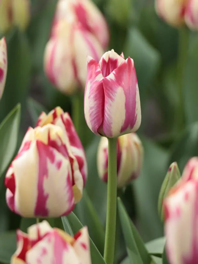 Tulipanløk - Spring mix - 10 stk