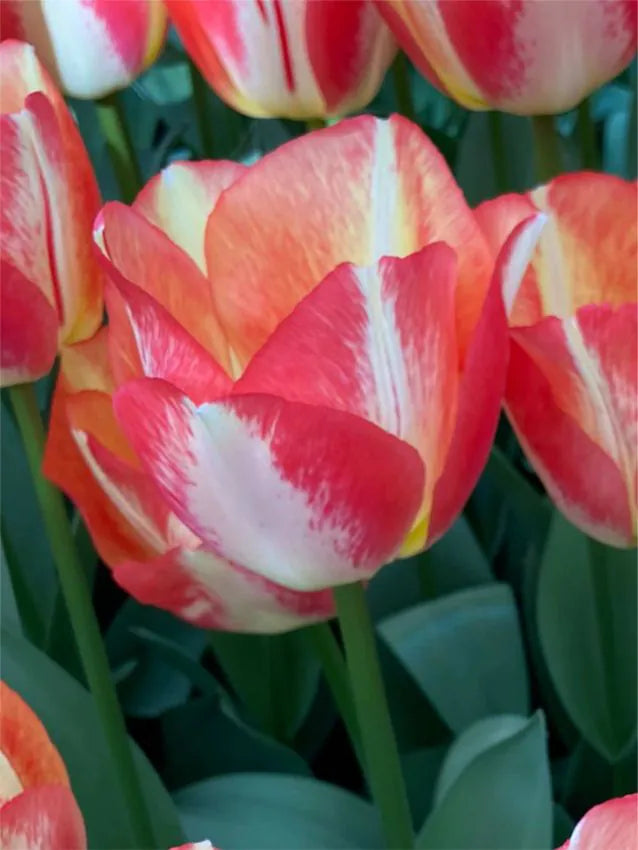 Tulipanløk - Spring mix - 10 stk