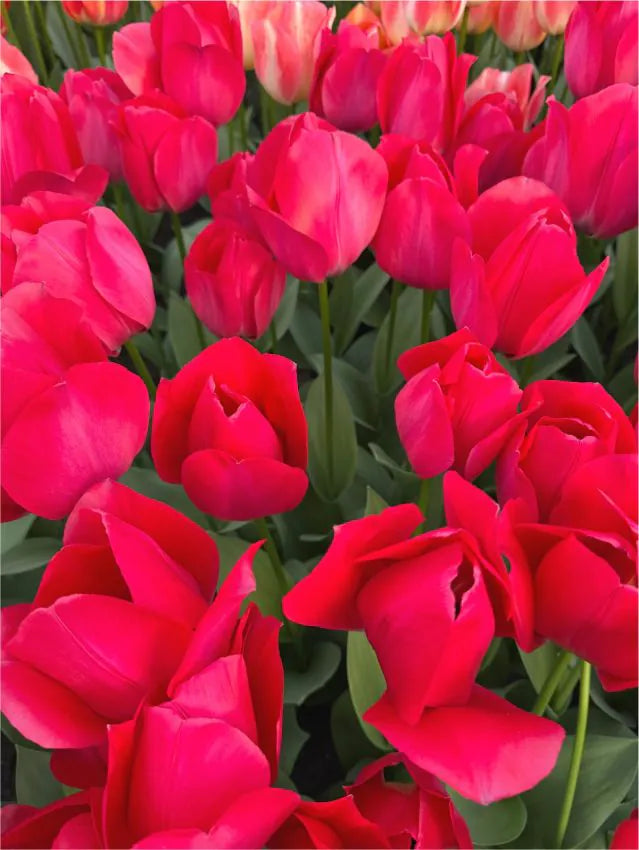 Tulipanløk - Spring mix - 10 stk