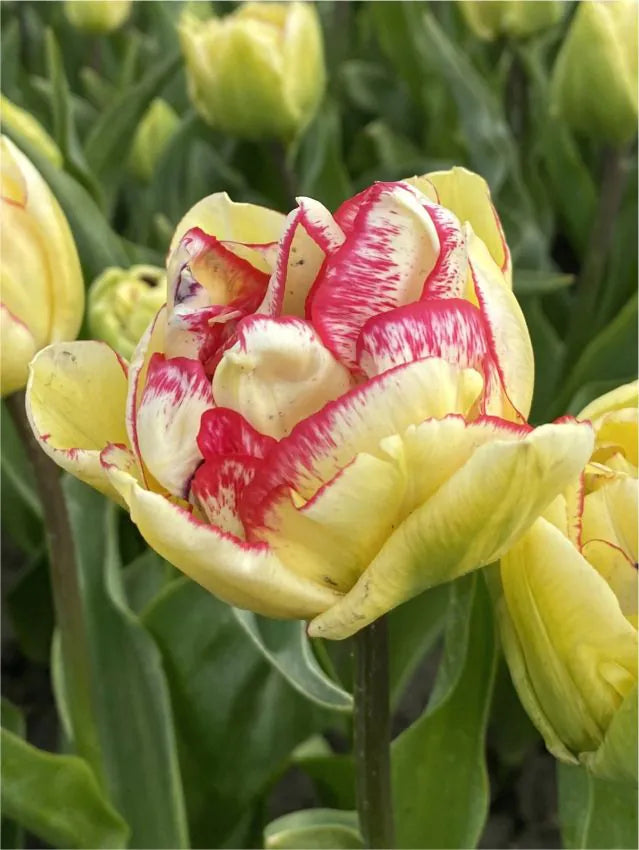 Tulipanløk - Wild desire - 5 stk