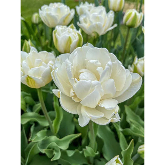 Tulipanløk - Mount Tacoma - 5 stk