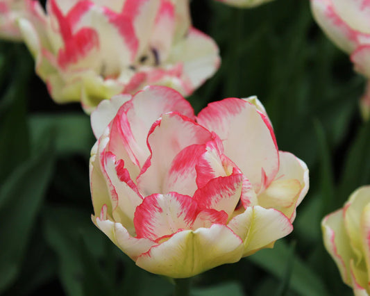 Tulipanløk - Wild desire - 5 stk