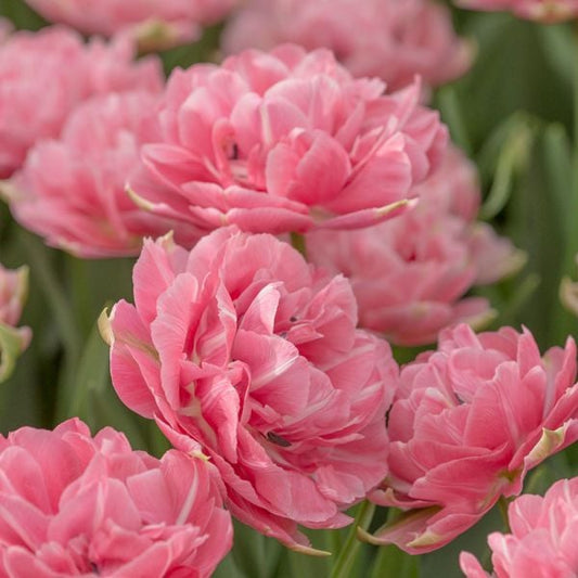Tulipanløk - Aveyron - 5 stk